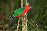 Australian King-Parrot